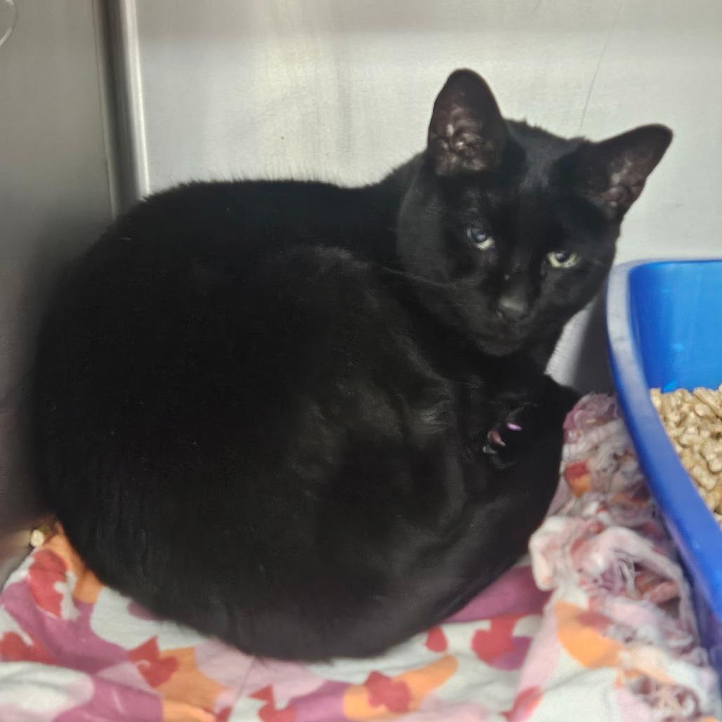 JC, Adoptable, Senior Male Domestic Short Hair.