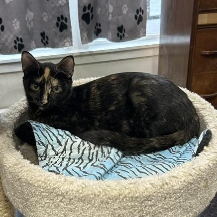 Enlarge Dottie, an adopted Domestic Short Hair in Devils Lake, ND image 2/5