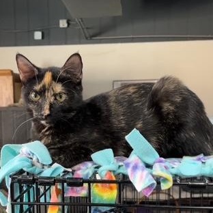 Enlarge Dottie, an adopted Domestic Short Hair in Devils Lake, ND image 1/5