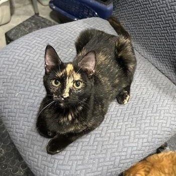 Enlarge Dottie, an adopted Domestic Short Hair in Devils Lake, ND image 3/5
