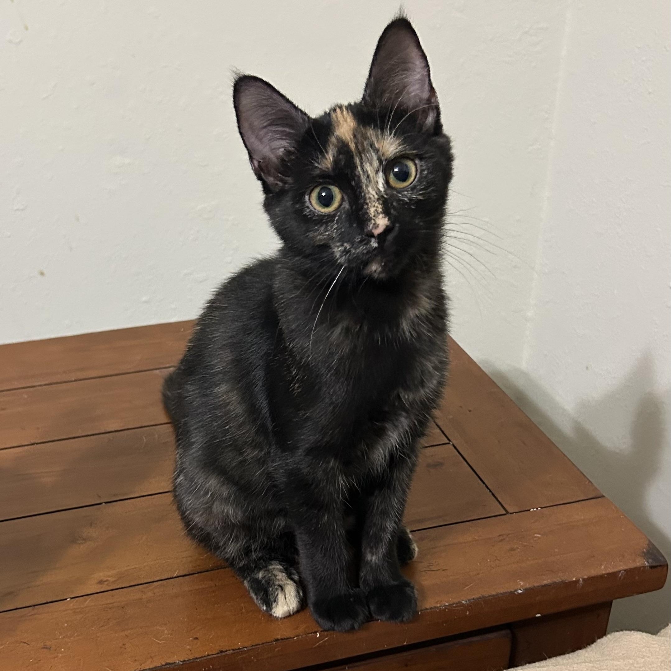 Enlarge Dottie, an adopted Domestic Short Hair in Devils Lake, ND image 5/5