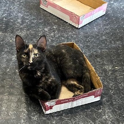 Enlarge Dottie, an adopted Domestic Short Hair in Devils Lake, ND image 4/5
