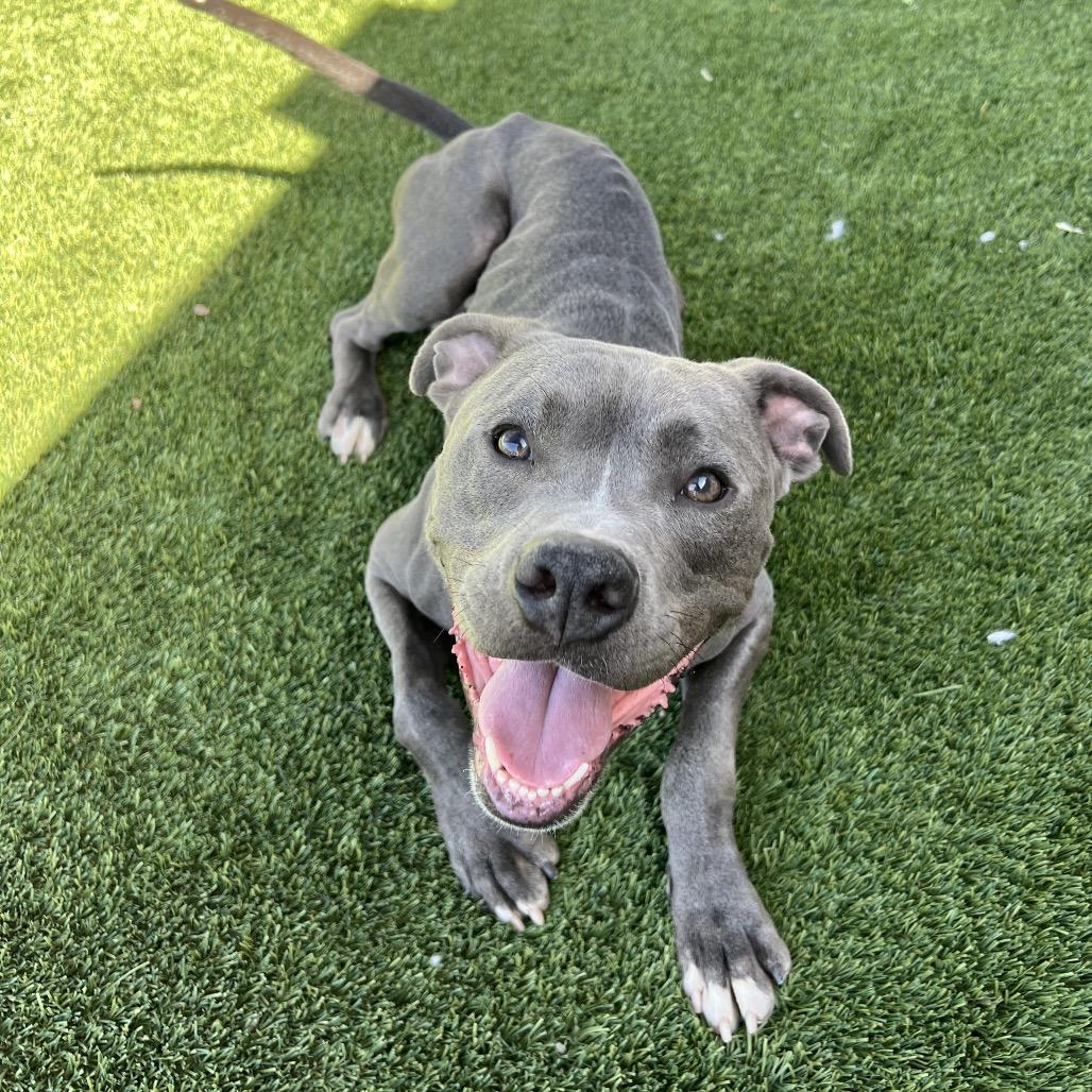 Kairo, Adoptable, Adult Male Pit Bull Terrier.