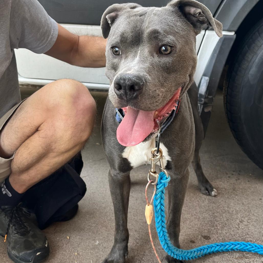 Kairo, a Adoptable Pit Bull Terrier in Apache Junction, AZ image 2/6
