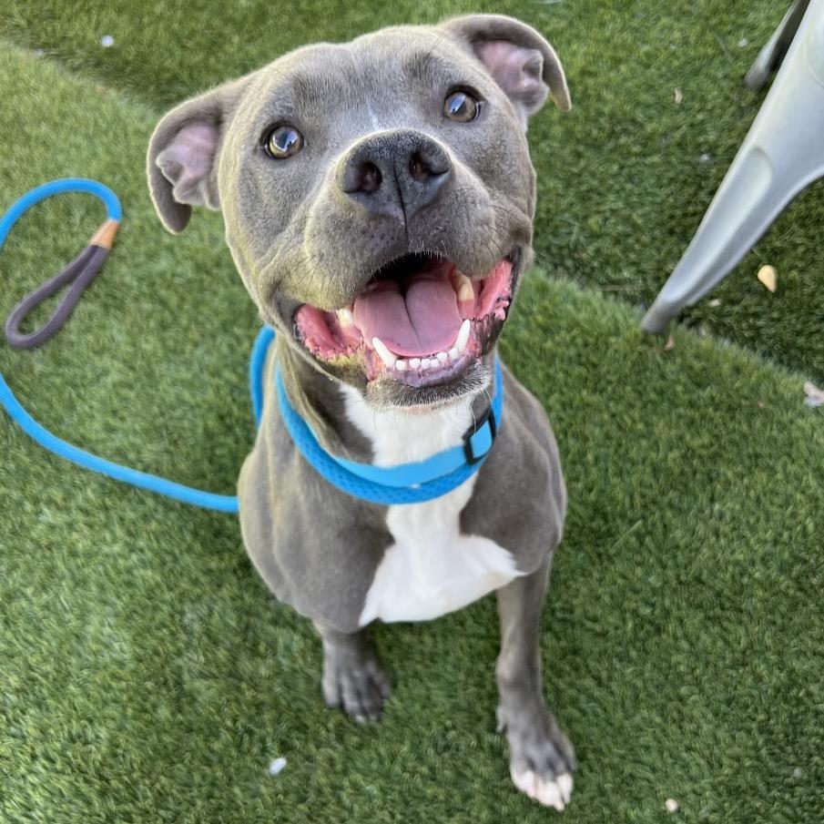 Kairo, a Adoptable Pit Bull Terrier in Apache Junction, AZ image 3/6