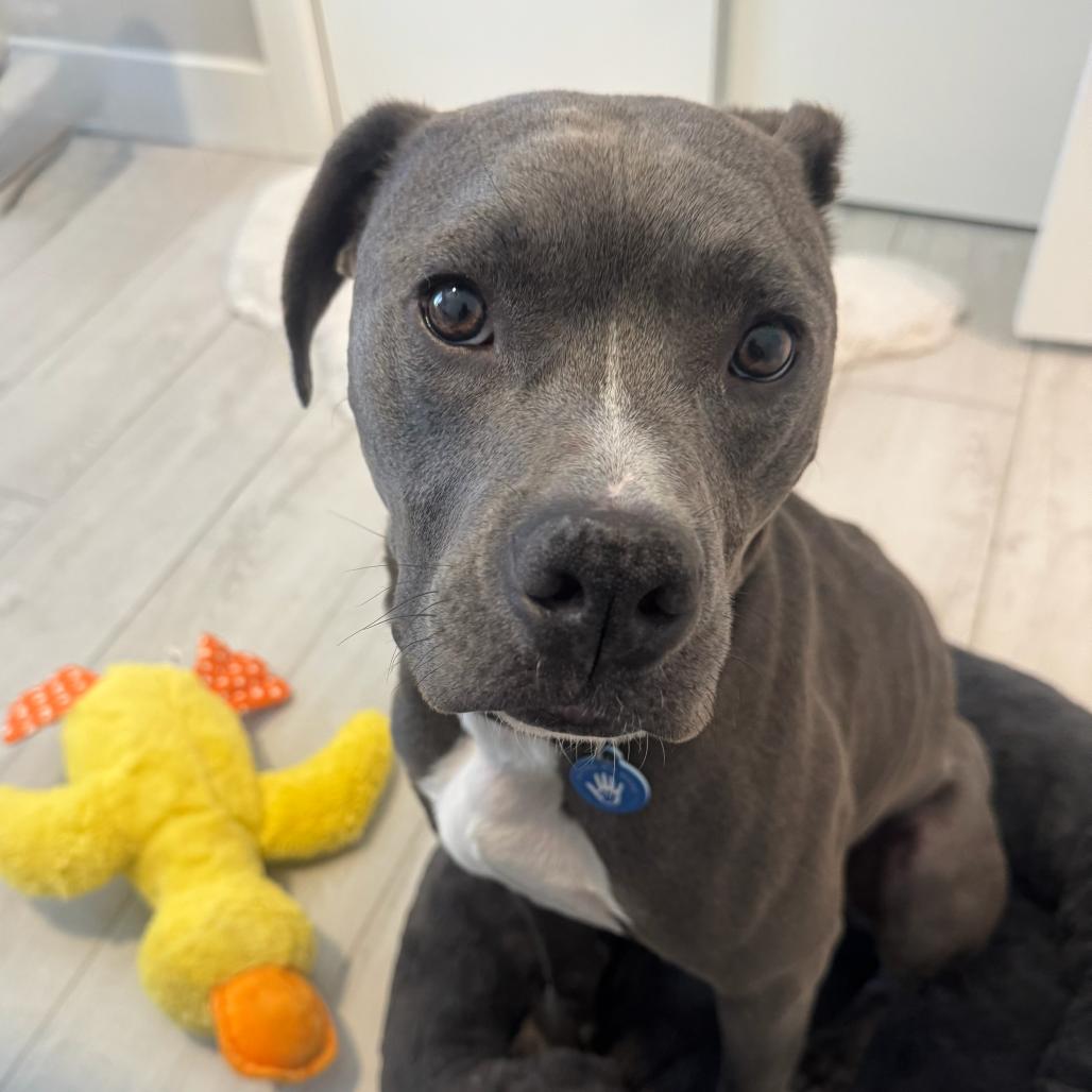 Kairo, a Adoptable Pit Bull Terrier in Apache Junction, AZ image 4/6