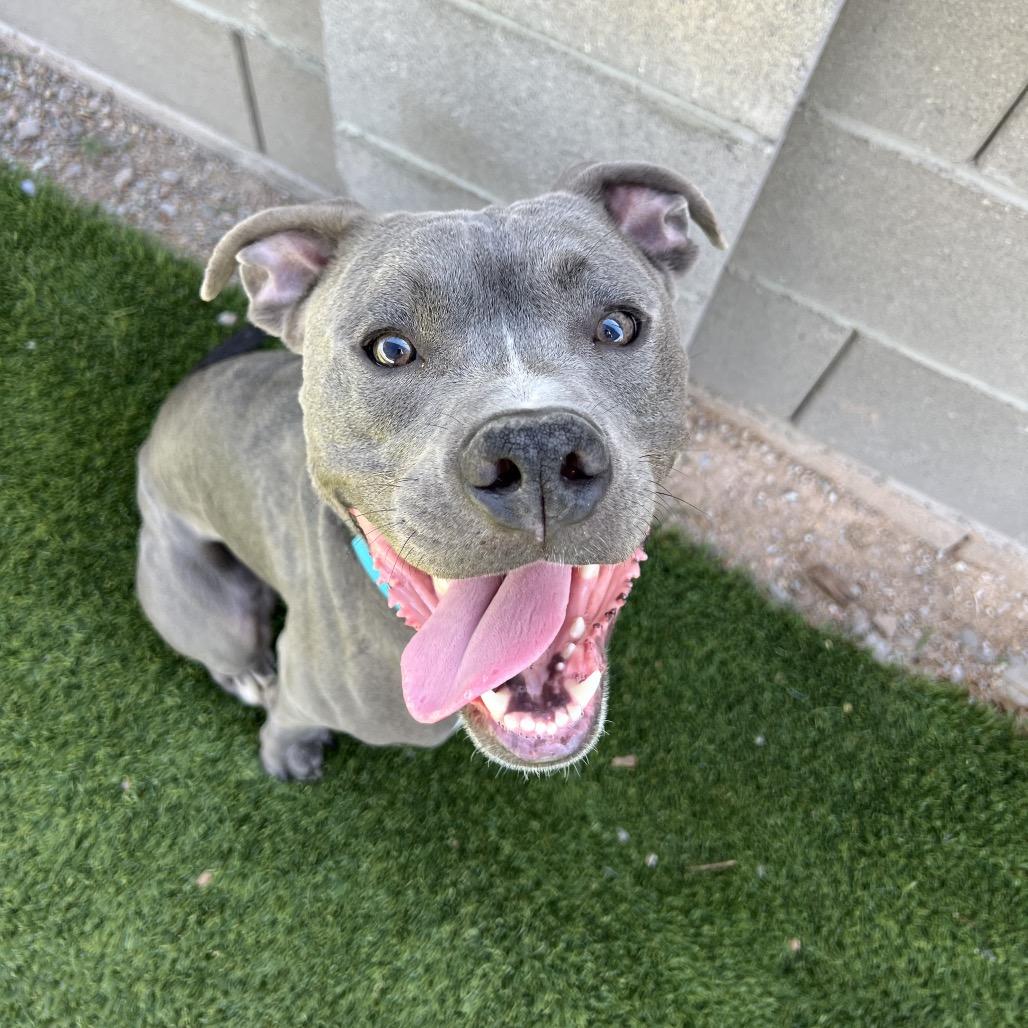 Kairo, a Adoptable Pit Bull Terrier in Apache Junction, AZ image 5/6