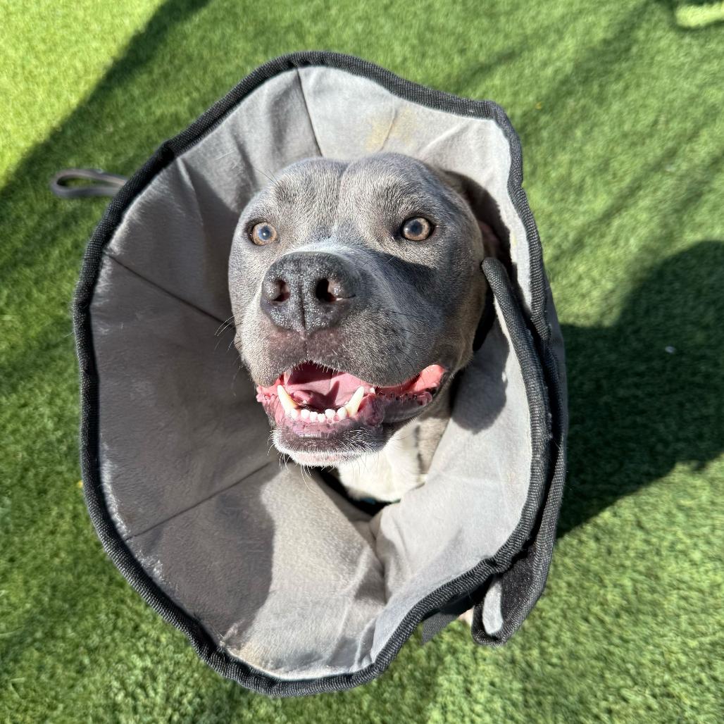 Kairo, a Adoptable Pit Bull Terrier in Apache Junction, AZ image 6/6
