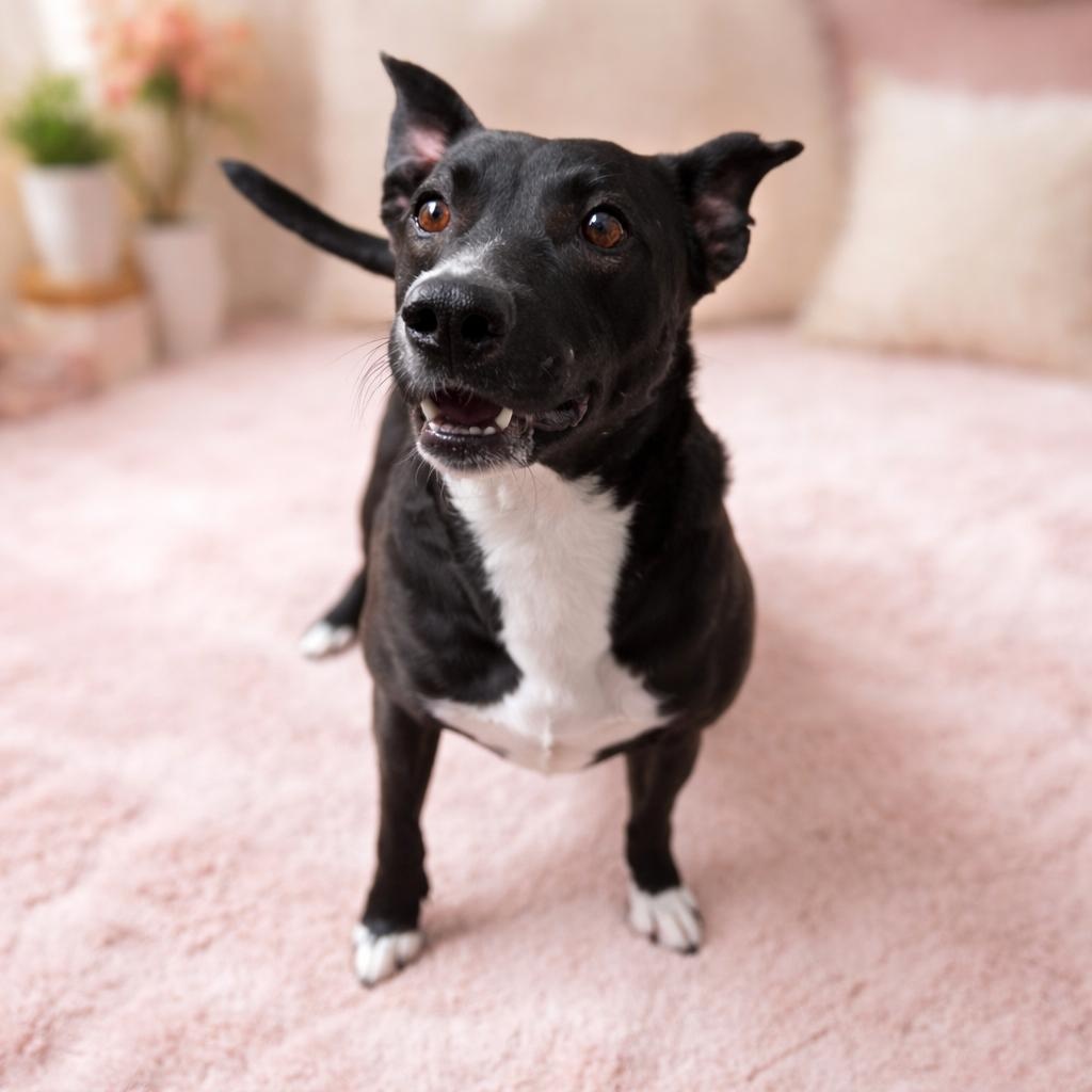 Enlarge FRANNIE (Loves Kids, Dogs, Playing in the Back Yard & Water  See video), a Adoptable mixed breed in Savannah, GA image 4/4