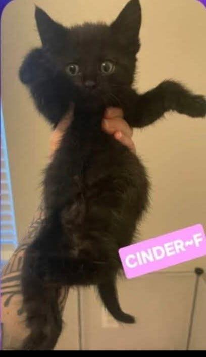 Enlarge Cinder, a Adopted Domestic Short Hair in Land O Lakes, FL image 1/1
