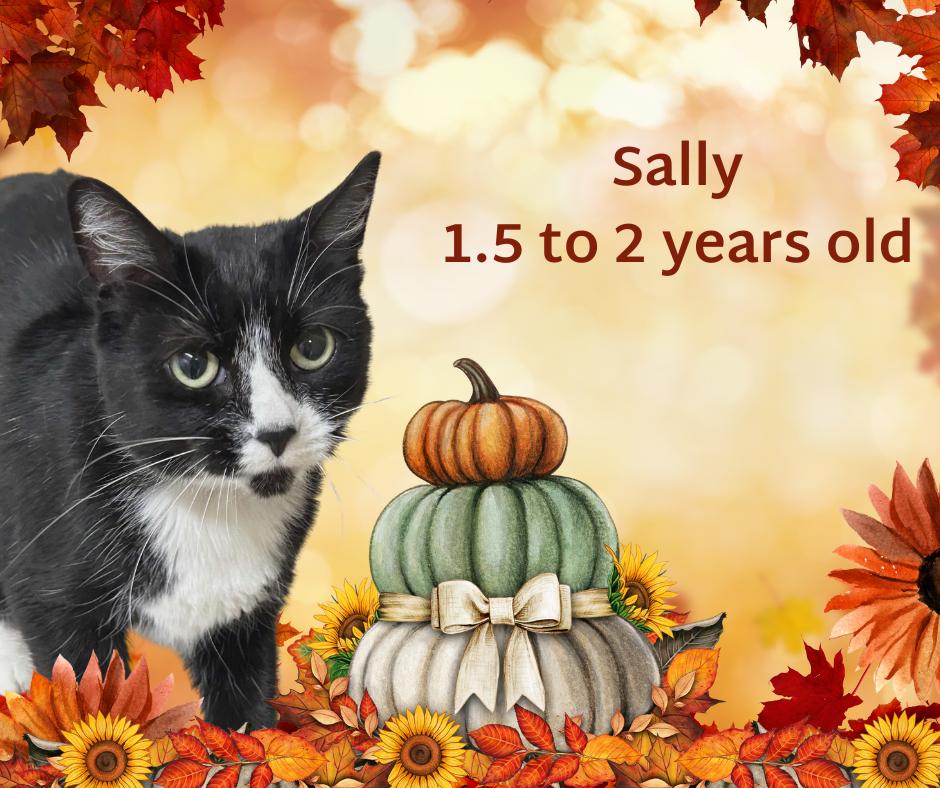 Sally, adopted, Adult Female Domestic Short Hair.