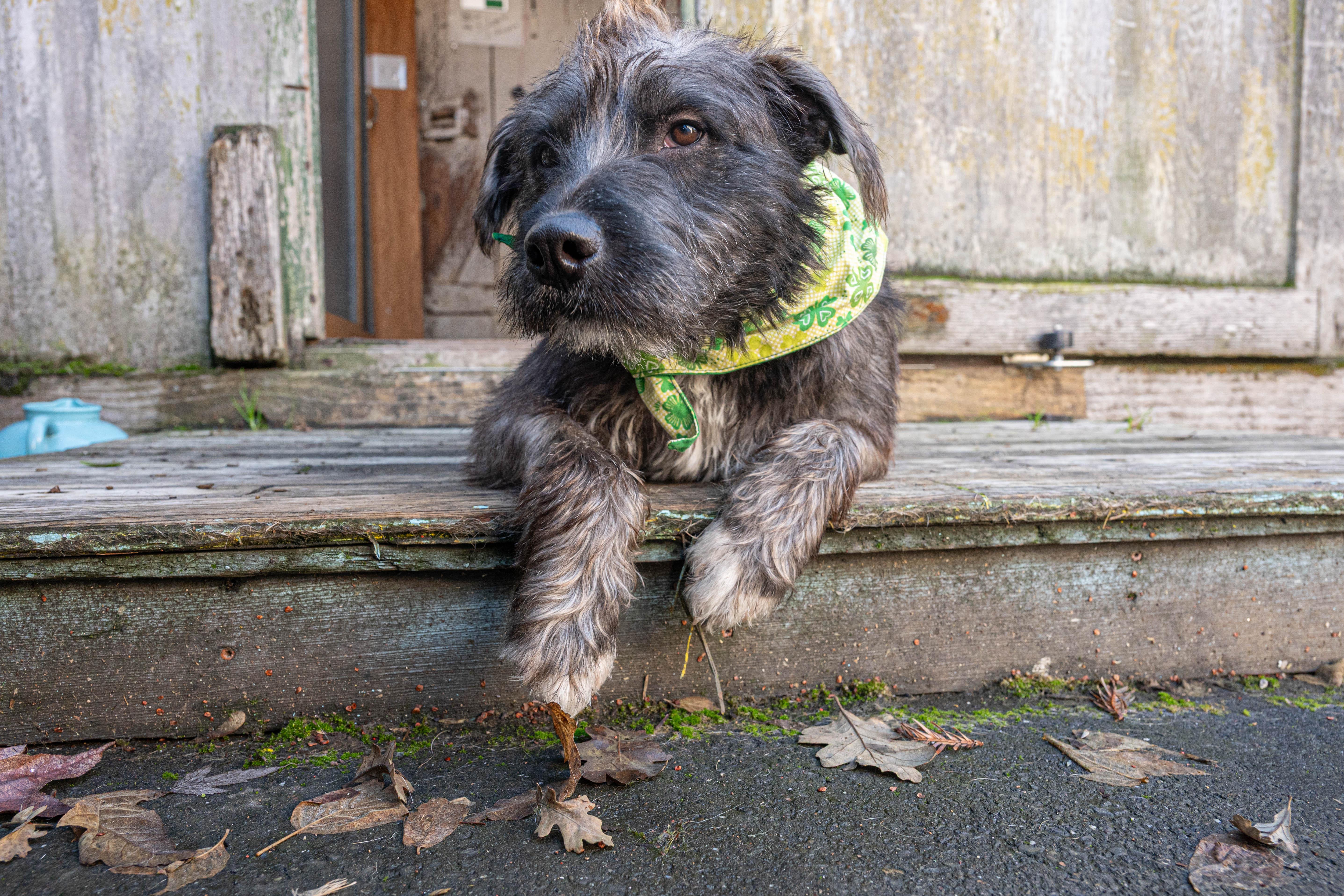Garbanzo, an adopted mixed breed in Santa Rosa, CA image 1/6