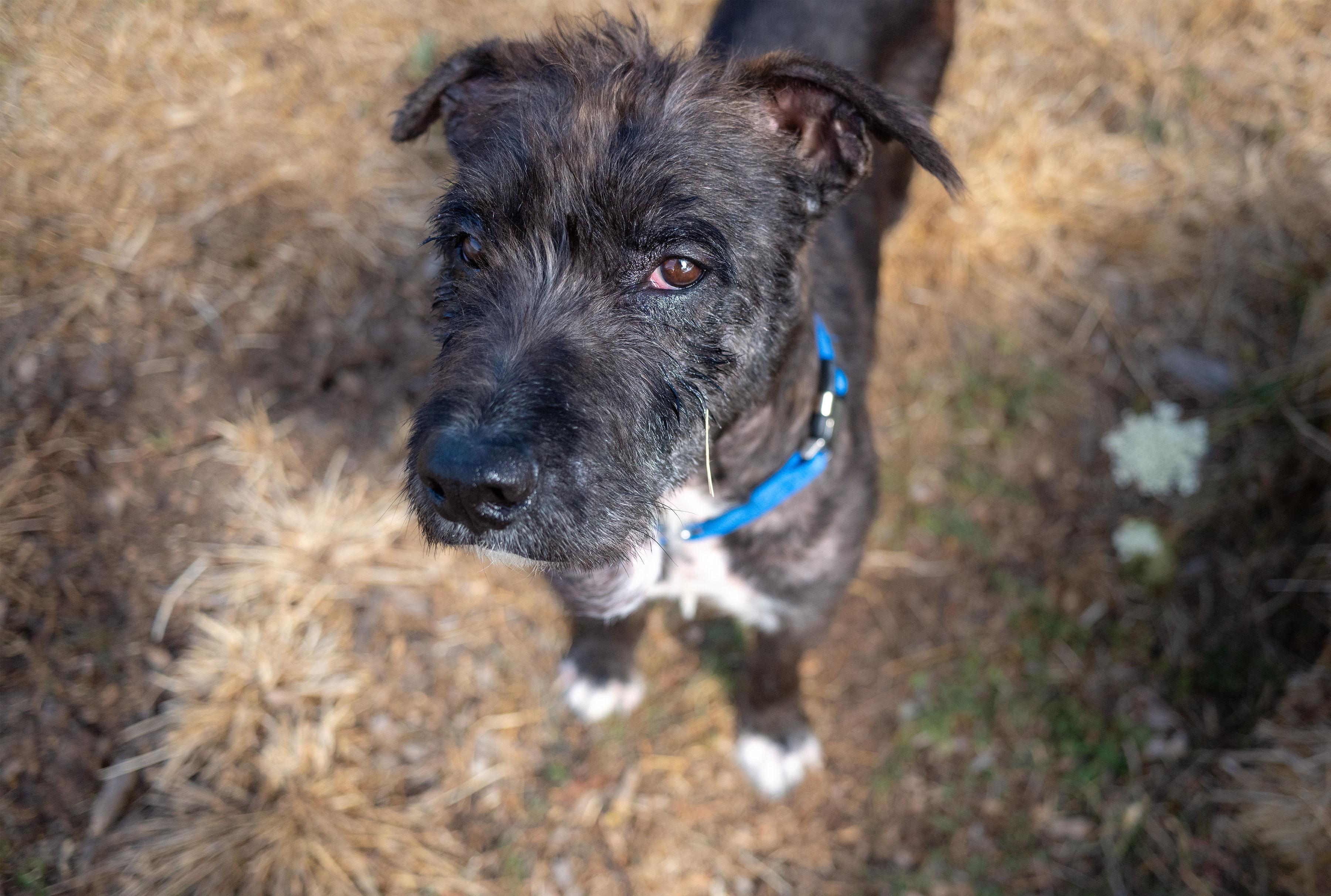 Enlarge Garbanzo, a Adoptable mixed breed in Santa Rosa, CA image 2/3