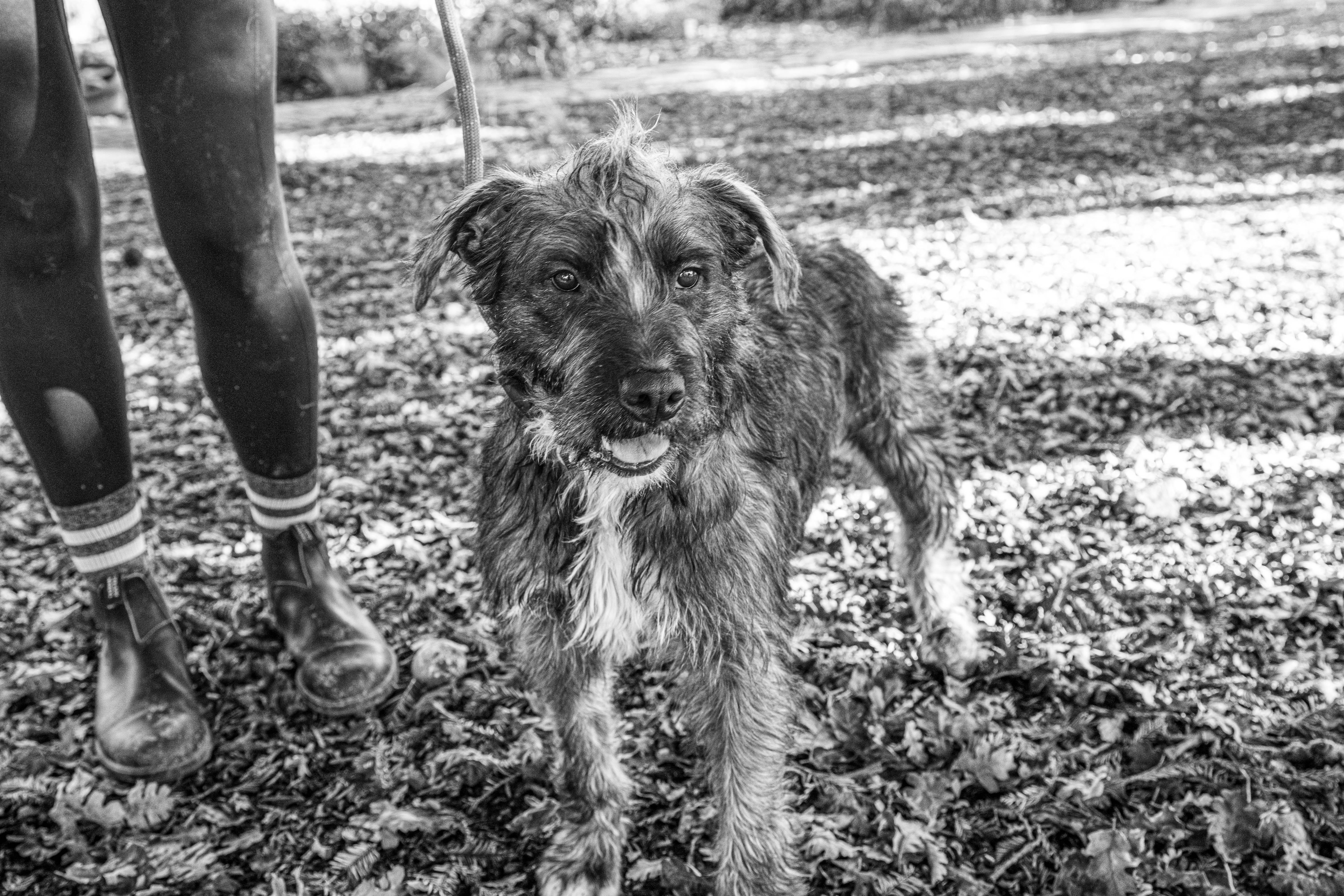 Garbanzo, an adopted mixed breed in Santa Rosa, CA image 6/6