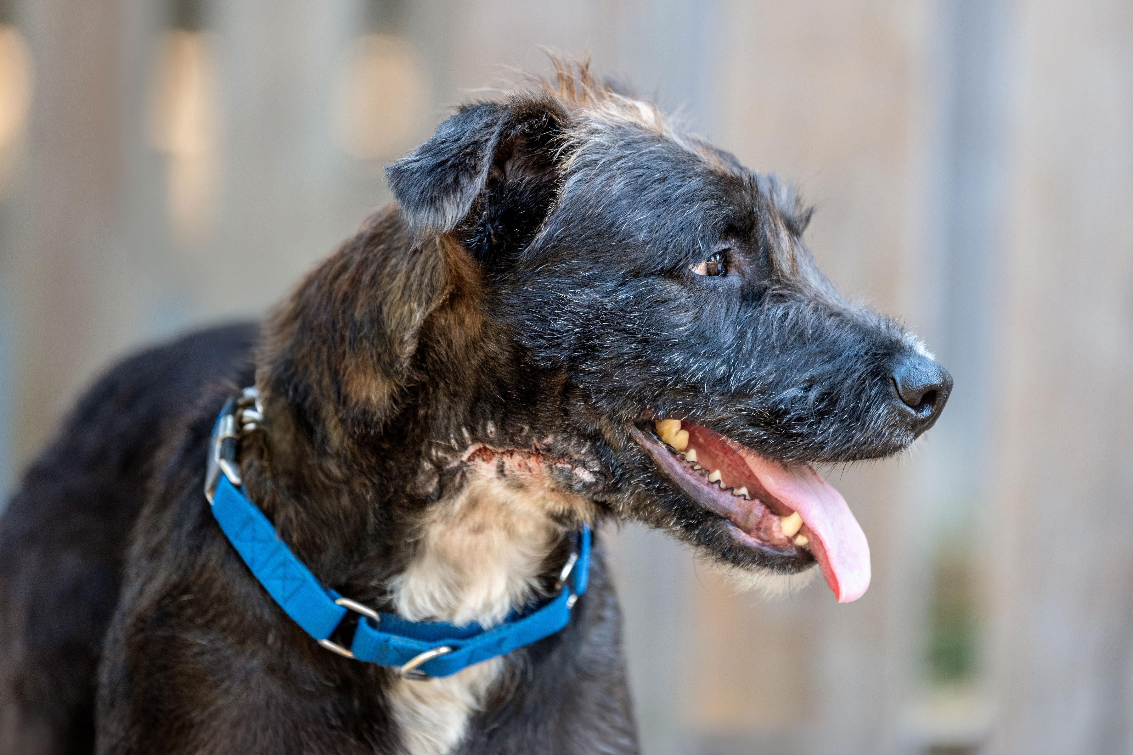 Enlarge Garbanzo, a Adoptable mixed breed in Santa Rosa, CA image 3/3