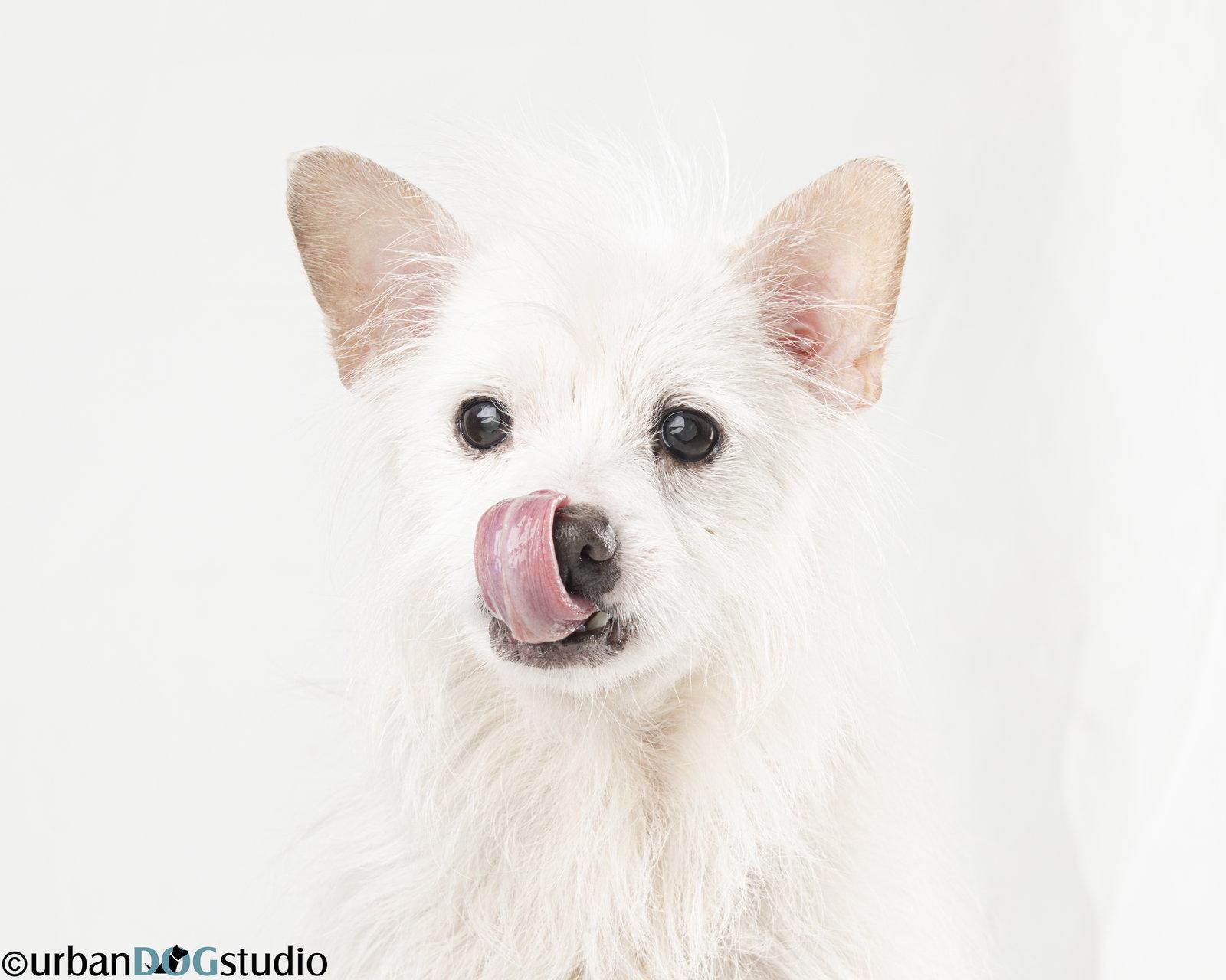 Bijou - M, Adoptable, Senior Male Chihuahua.