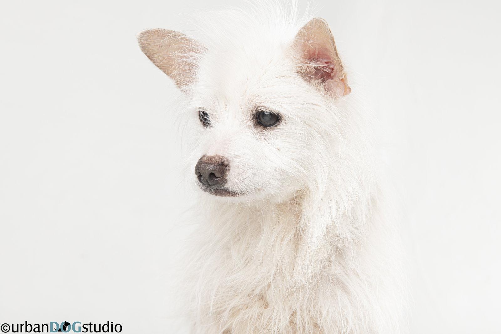 Enlarge Bijou - M, a Adoptable Chihuahua in Tampa, FL image 3/3