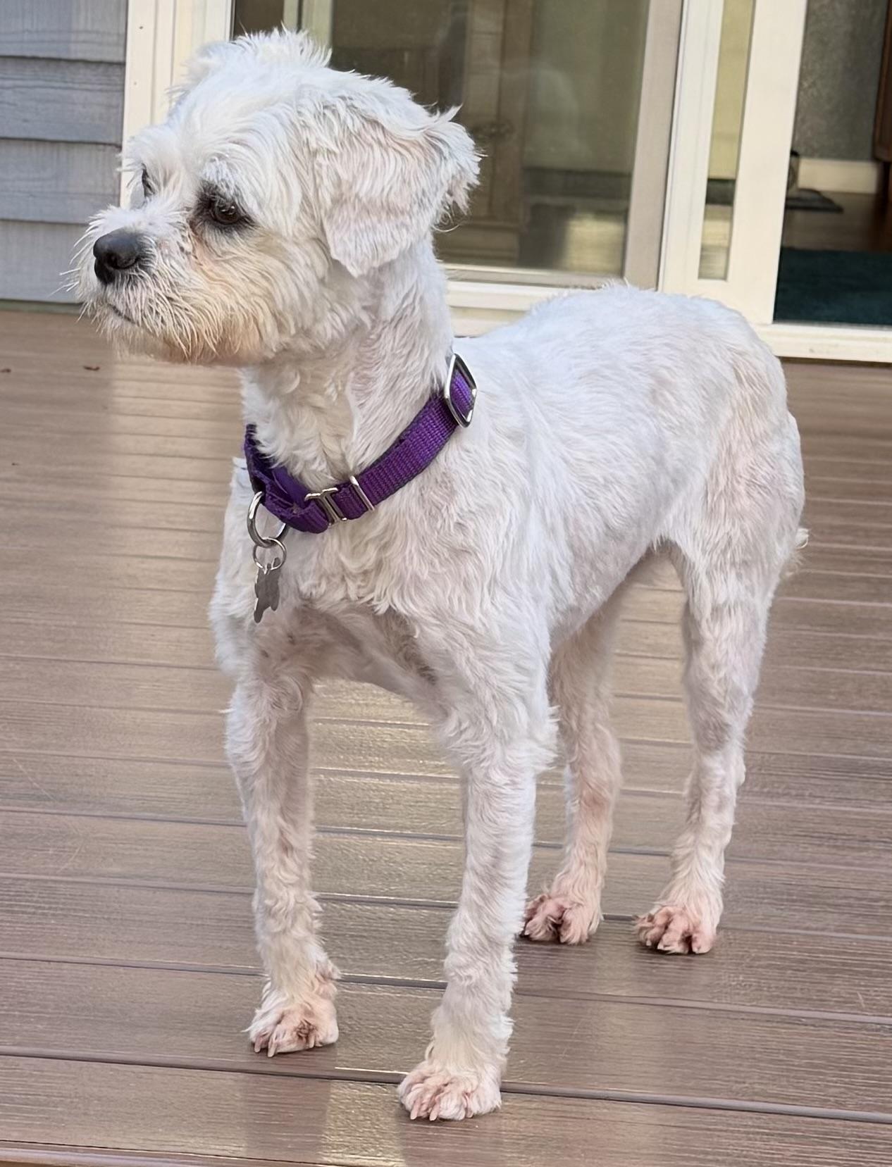 Enlarge Kit, a ADOPTABLE mixed breed in Silvana, WA image 3/3