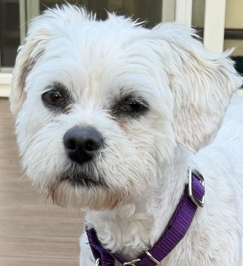 Kit, ADOPTABLE, Adult Female Terrier.