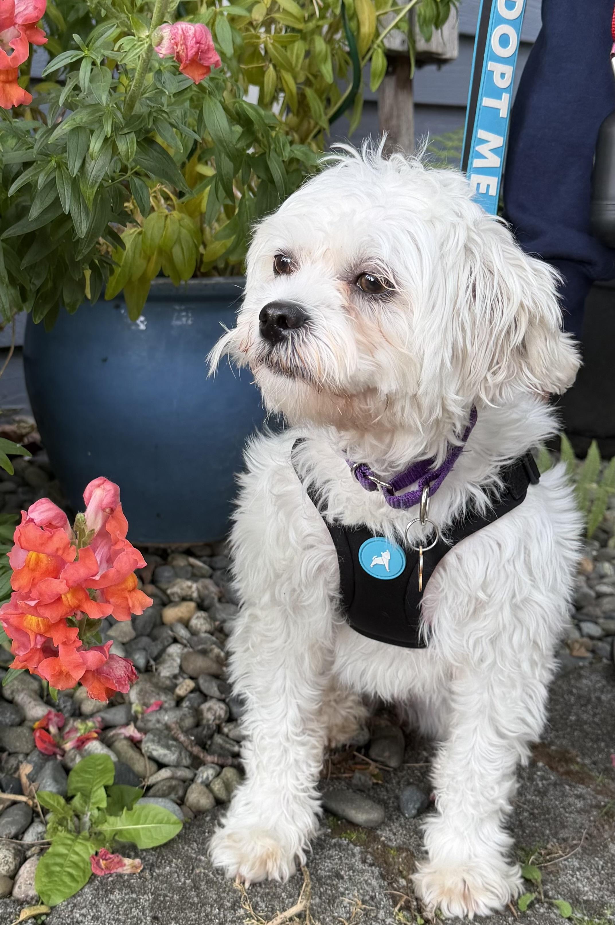 Enlarge Kit, a ADOPTABLE mixed breed in Silvana, WA image 4/5