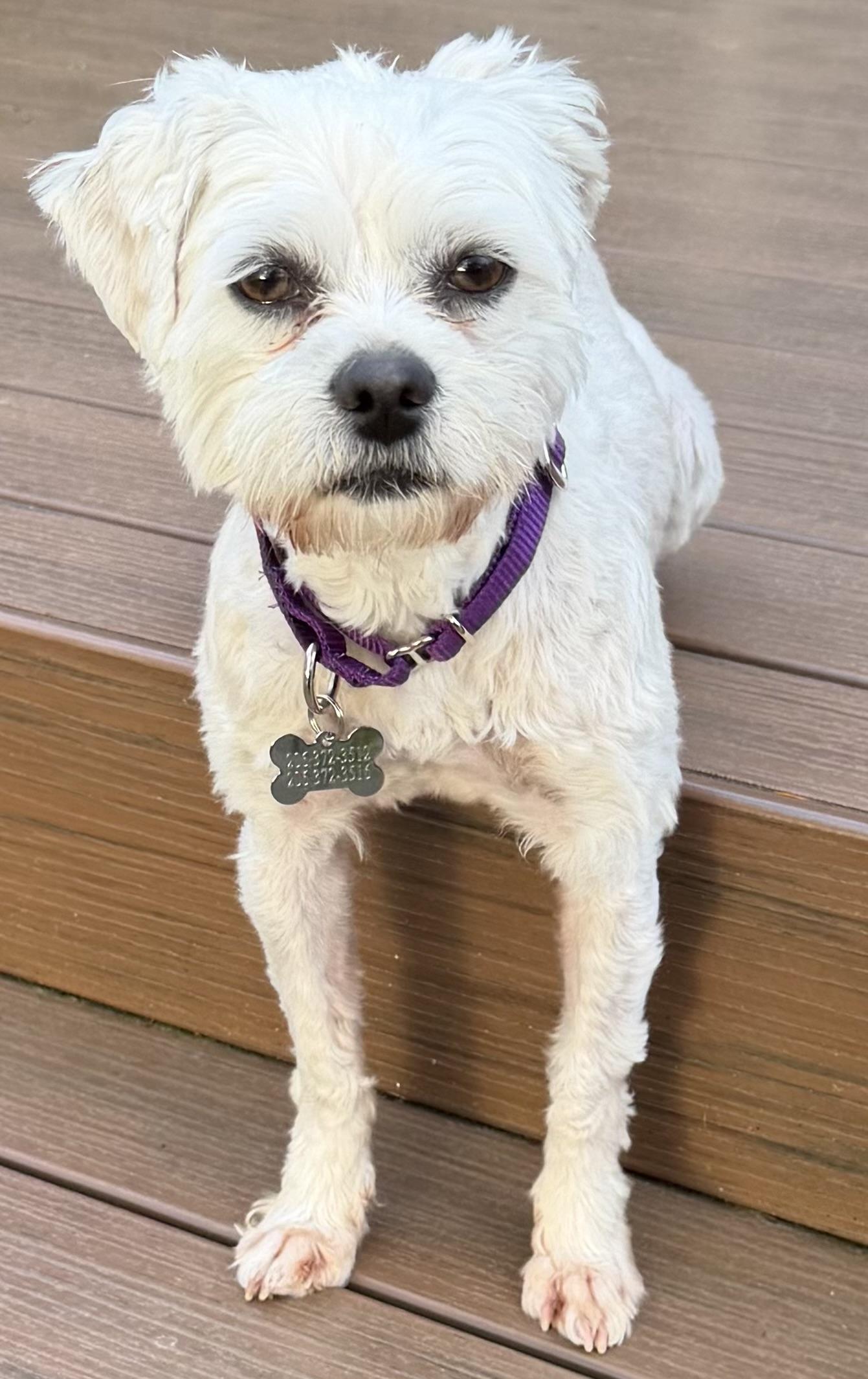 Kit, ADOPTABLE, Adult Female Terrier.