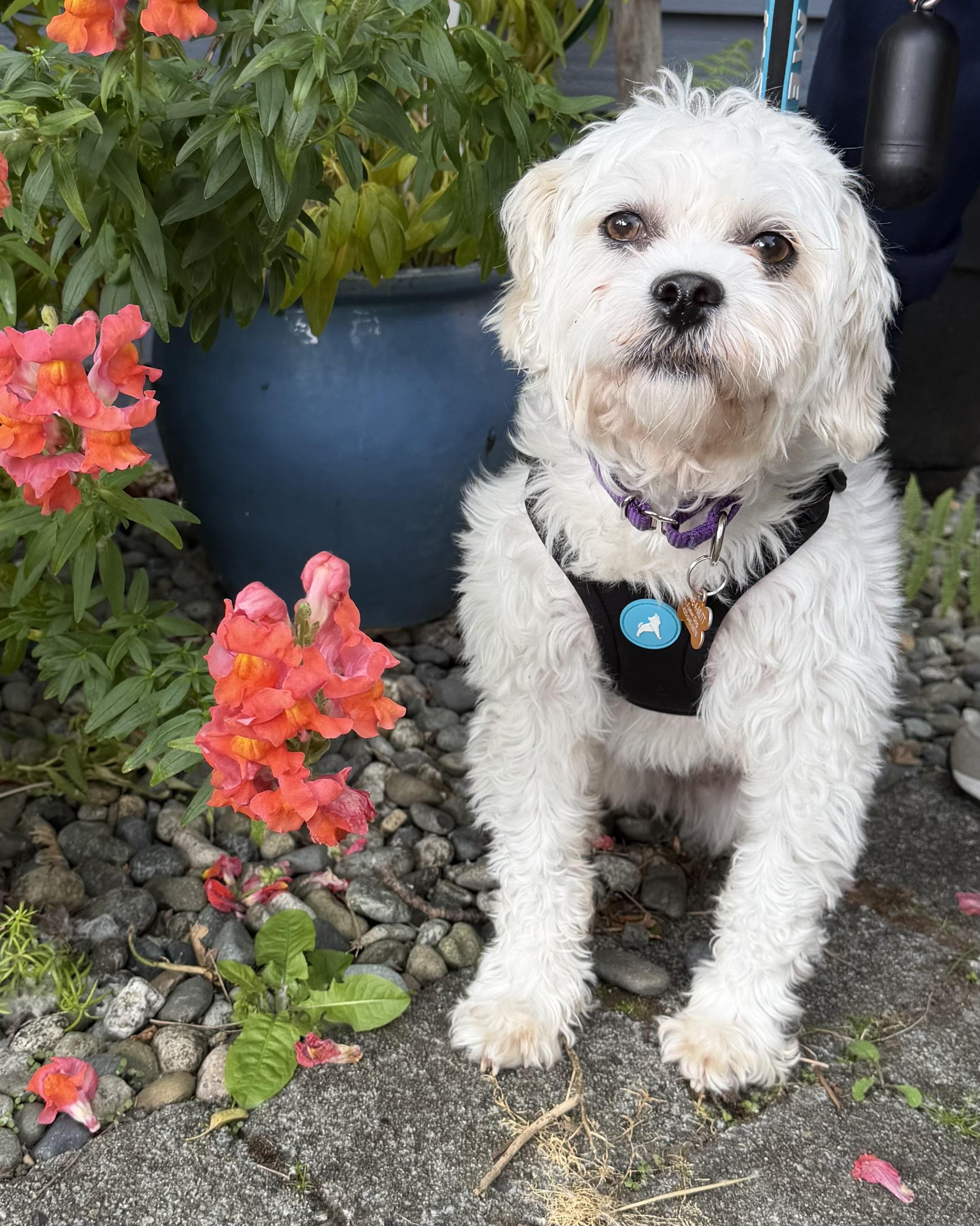 Enlarge Kit, a ADOPTABLE mixed breed in Silvana, WA image 1/5