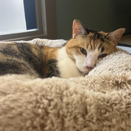 Milkweed, a Adoptable Domestic Short Hair in Baltimore, MD image 1/4