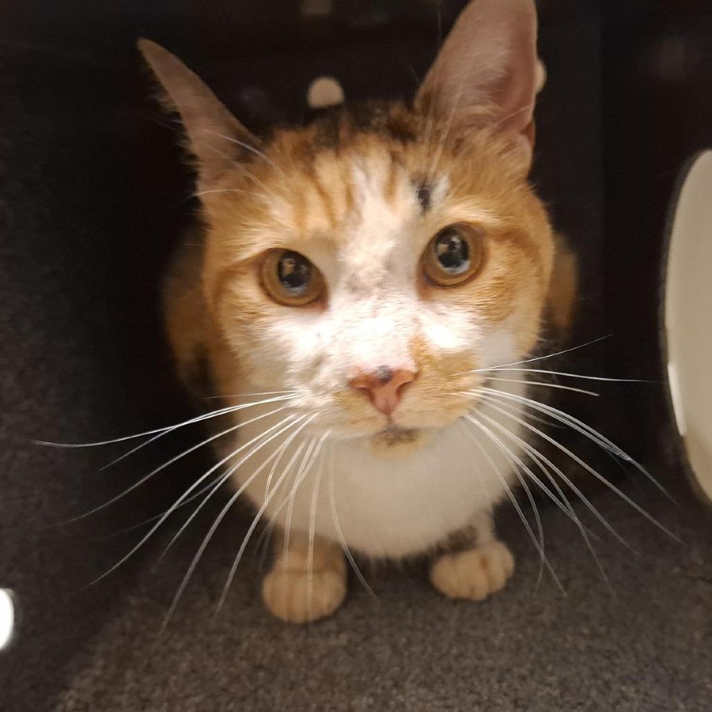 Milkweed, a Adoptable Domestic Short Hair in Baltimore, MD image 2/4
