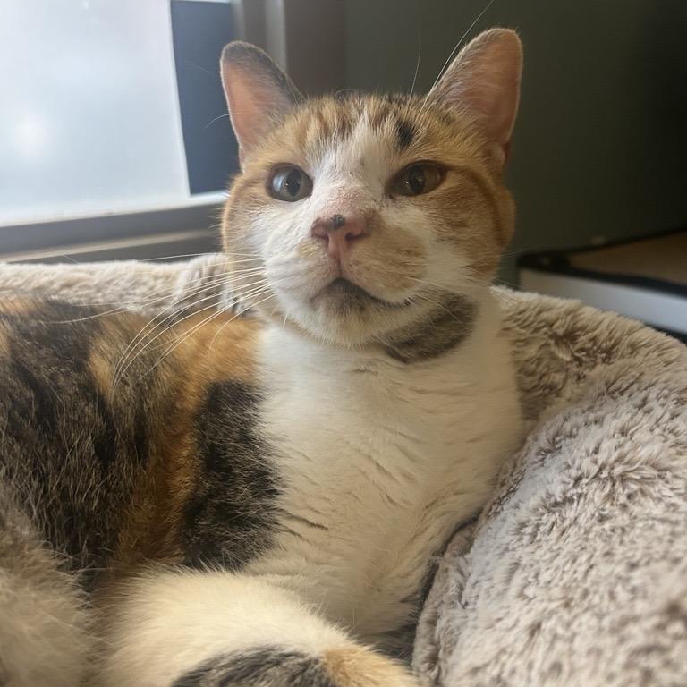 Milkweed, a Adoptable Domestic Short Hair in Baltimore, MD image 3/4