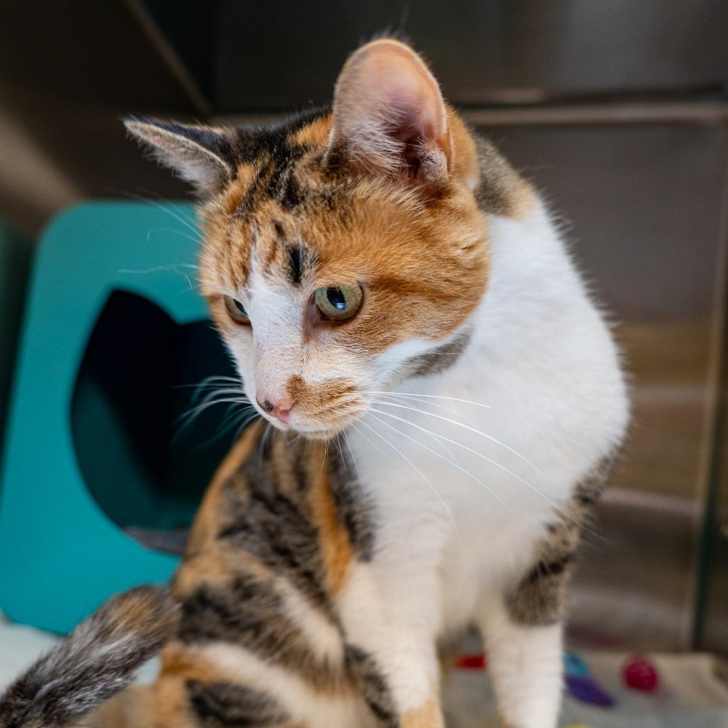 Milkweed, a Adoptable Domestic Short Hair in Baltimore, MD image 4/4