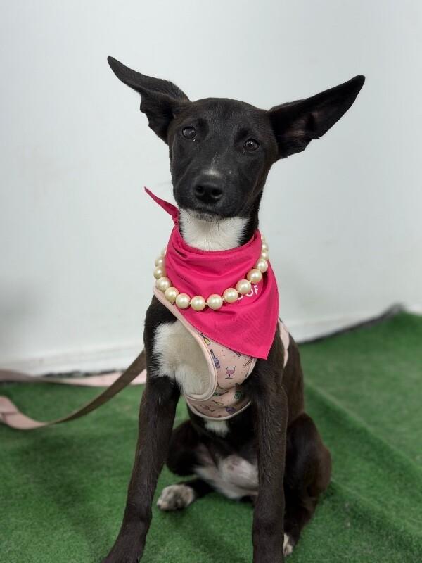 Lady-One of our Amazing Rescue Dogs photo