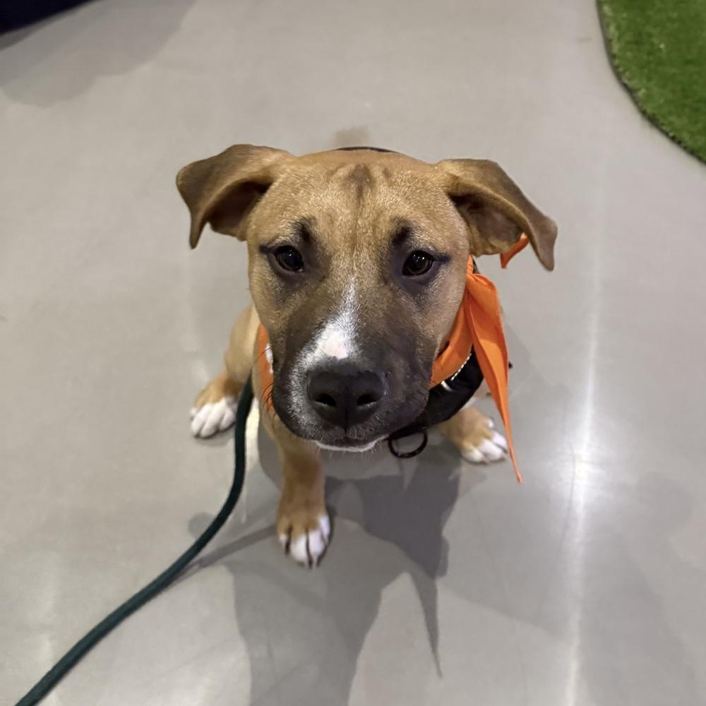 Mick Jagger (Rockstar Litter) - AVAILABLE, Adoptable, Puppy Male Pit Bull Terrier.