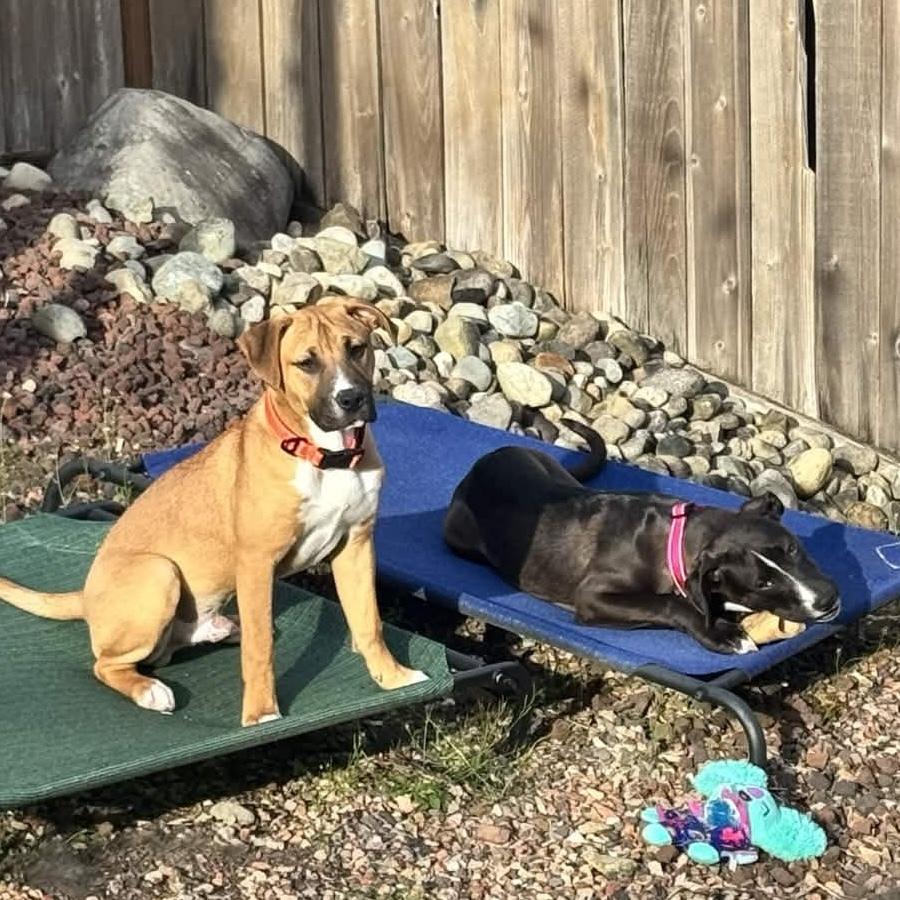 Enlarge Mick Jagger (Rockstar Litter) - AVAILABLE, a Adoptable Pit Bull Terrier in Seattle, WA image 2/6