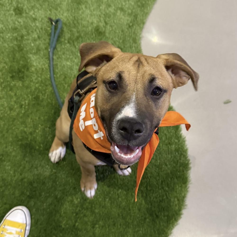 Enlarge Mick Jagger (Rockstar Litter) - AVAILABLE, a Adoptable Pit Bull Terrier in Seattle, WA image 3/6