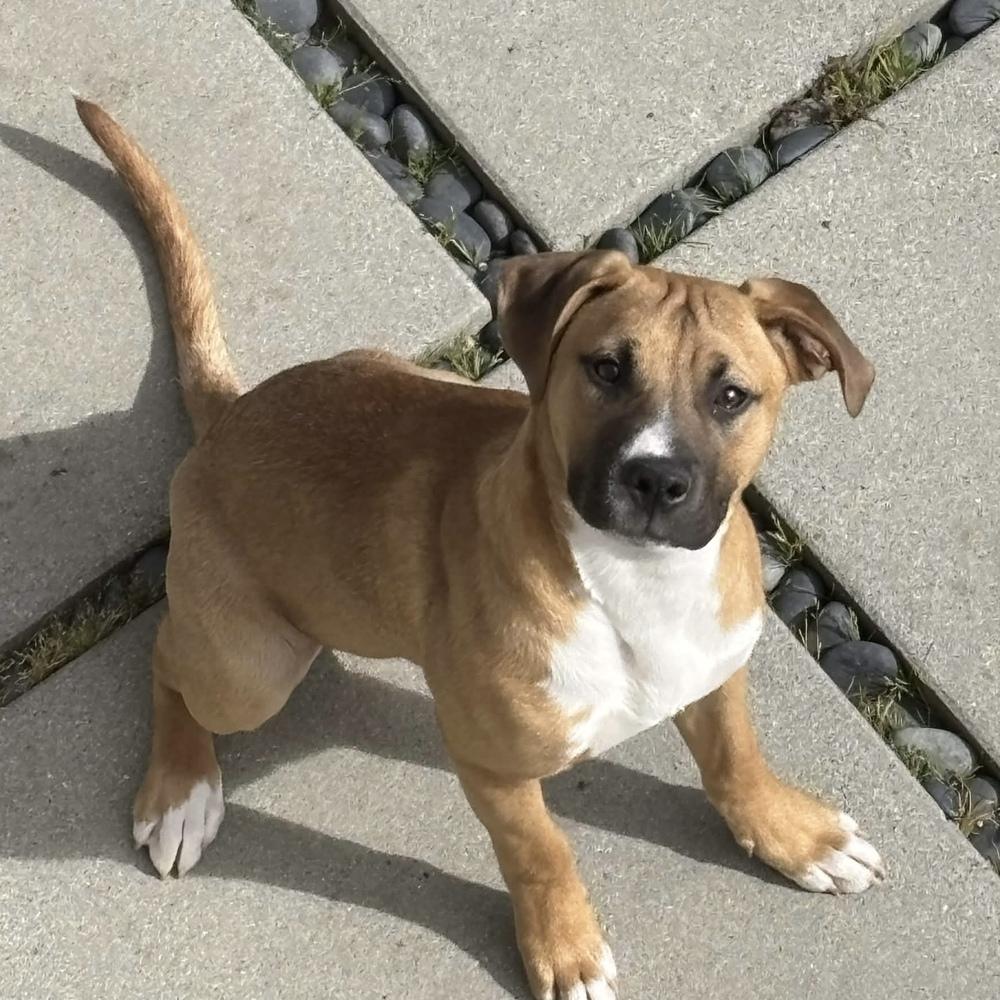 Enlarge Mick Jagger (Rockstar Litter) - AVAILABLE, a Adoptable Pit Bull Terrier in Seattle, WA image 4/6