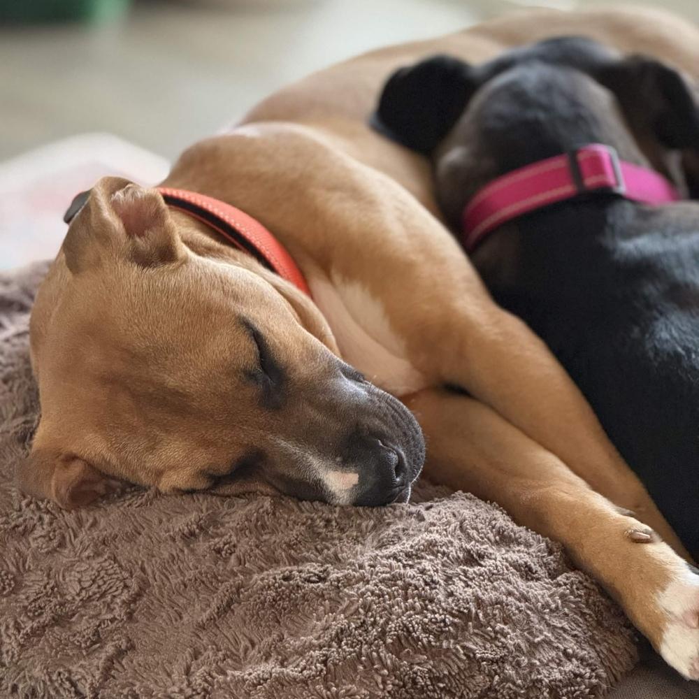 Enlarge Mick Jagger (Rockstar Litter) - AVAILABLE, a Adoptable Pit Bull Terrier in Seattle, WA image 6/6