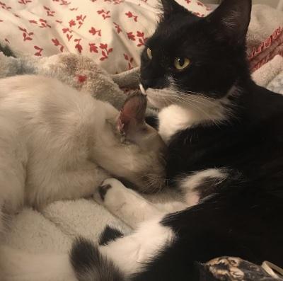 Angel & Poppy, adopted, Adult Female Siamese & Domestic Short Hair.