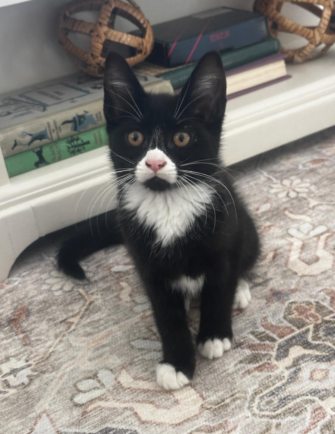 Lucy, adopted, Kitten Female Domestic Short Hair.