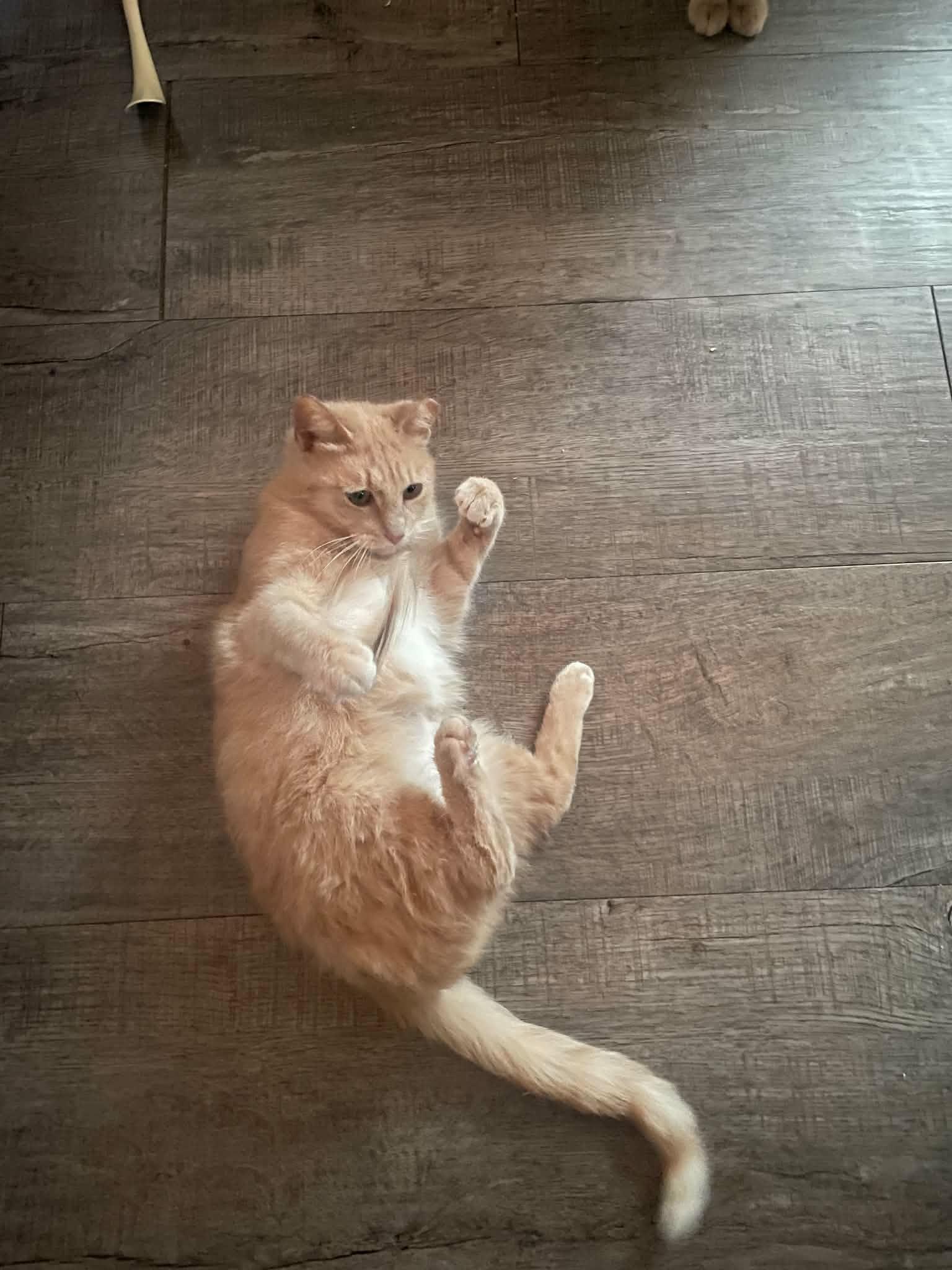 Enlarge Lainey, a ADOPTABLE Domestic Short Hair in Shakespeare, ON image 6/6