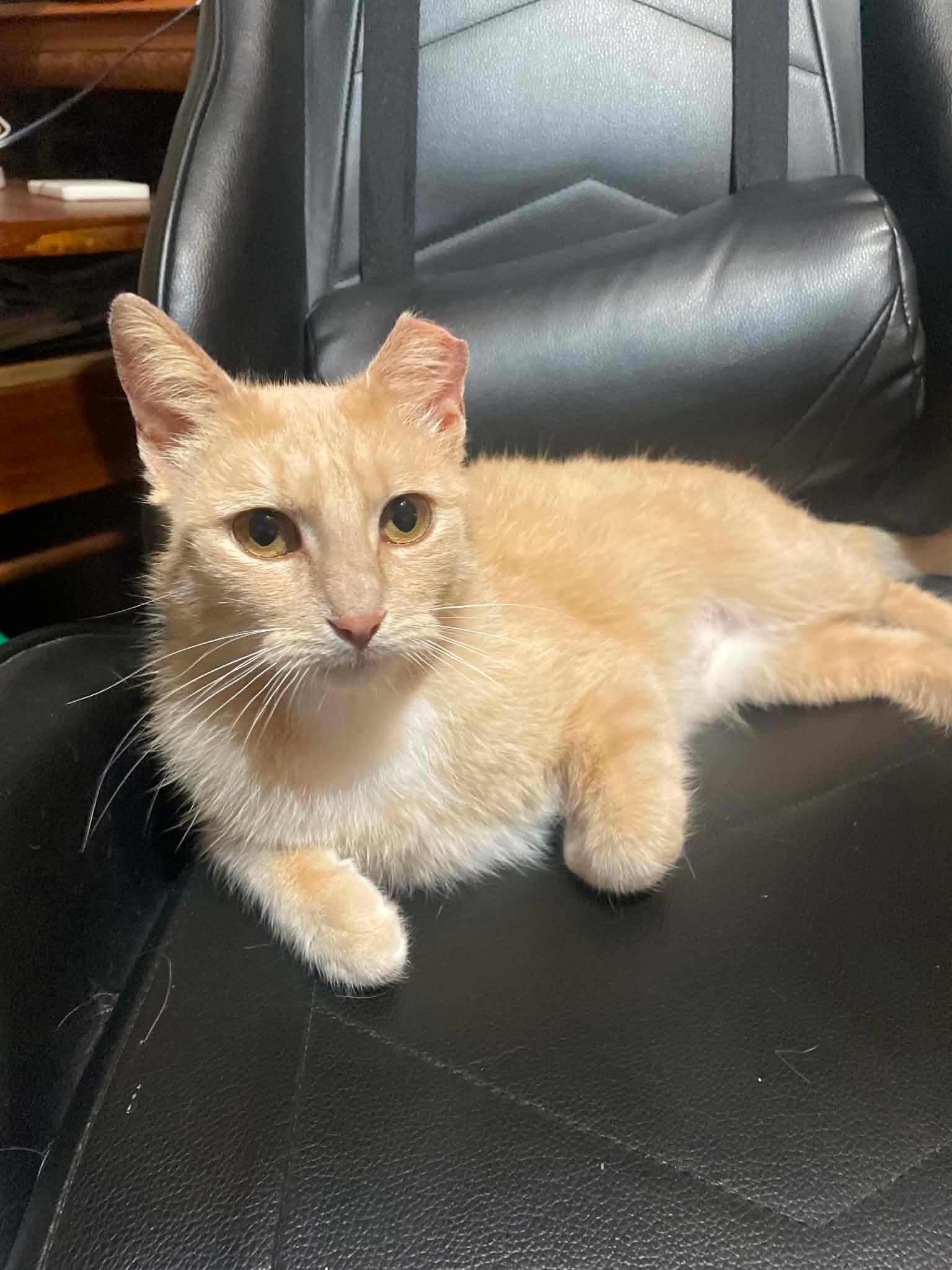 Enlarge Lainey, a ADOPTABLE Domestic Short Hair in Shakespeare, ON image 1/6
