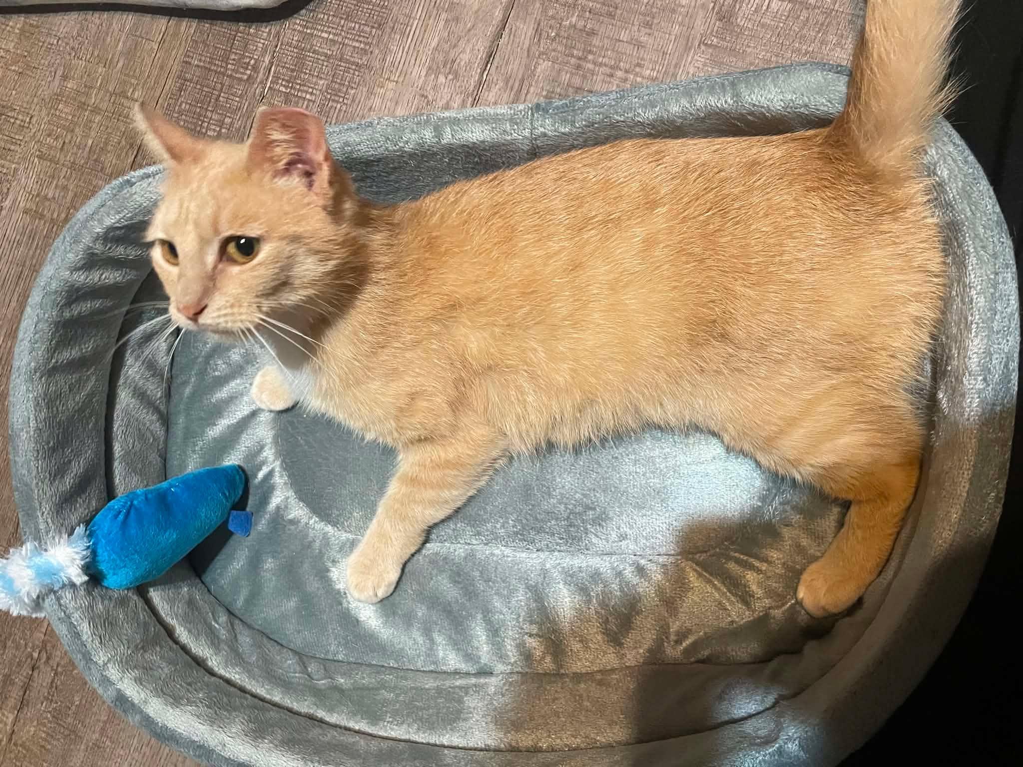 Enlarge Lainey, a ADOPTABLE Domestic Short Hair in Shakespeare, ON image 3/6