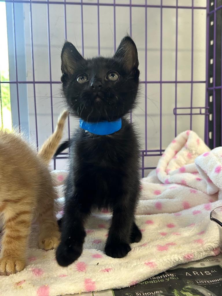 Terry, Adopted, Kitten Male Domestic Long Hair.