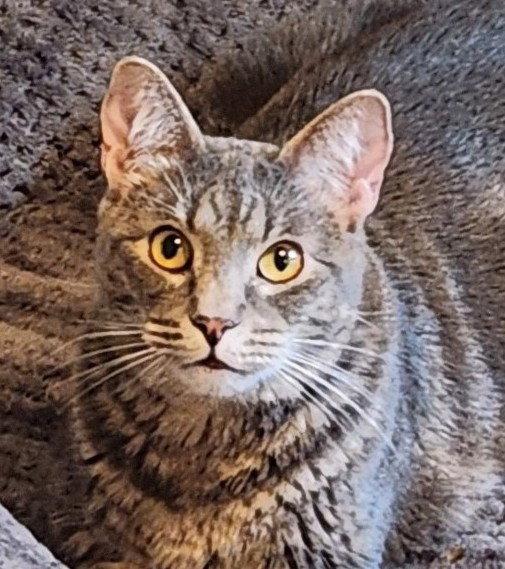 Maci, Adoptable, Adult Female Domestic Short Hair.