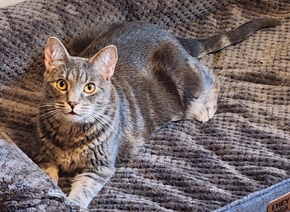 Enlarge Maci, a Adoptable Domestic Short Hair in Shawnee, KS image 2/3