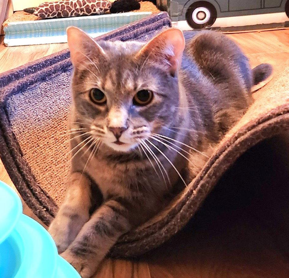 Enlarge Maci, a Adoptable Domestic Short Hair in Shawnee, KS image 3/3
