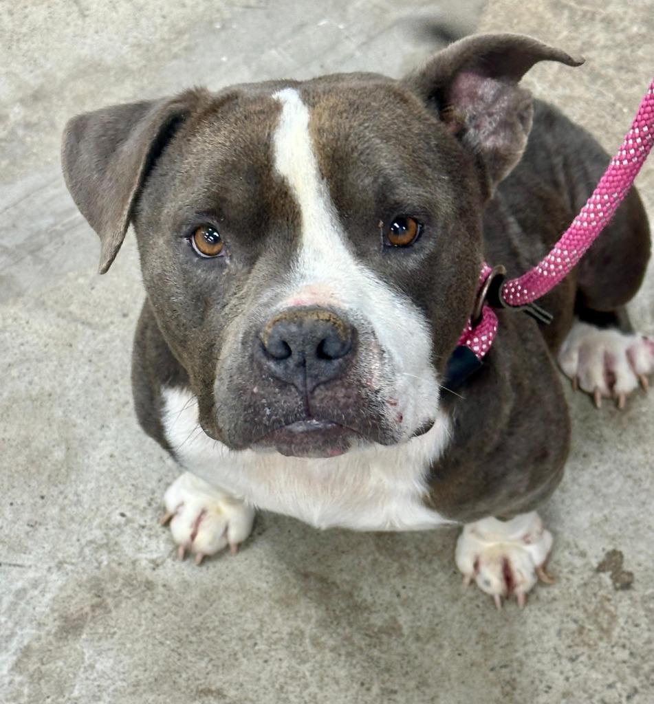 Enlarge Teddy Bear, a Adoptable mixed breed in Madison, GA image 1/1