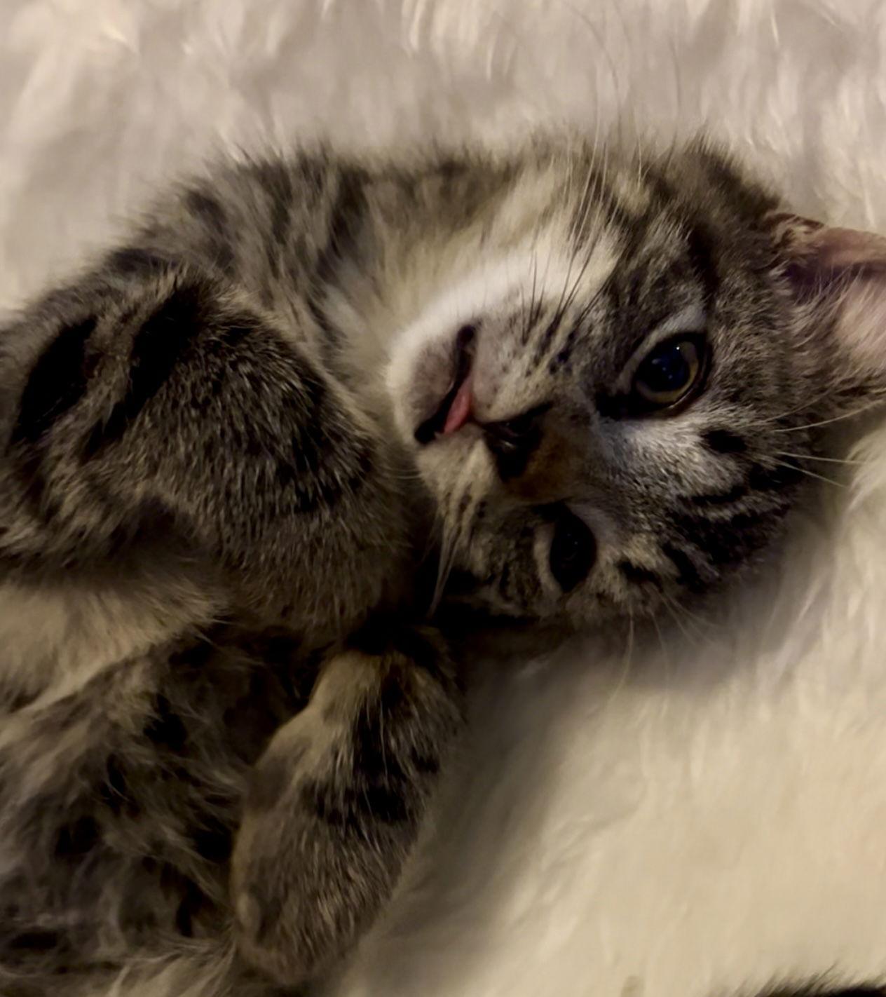 WINKIN, Adoptable, Young Male Domestic Medium Hair.