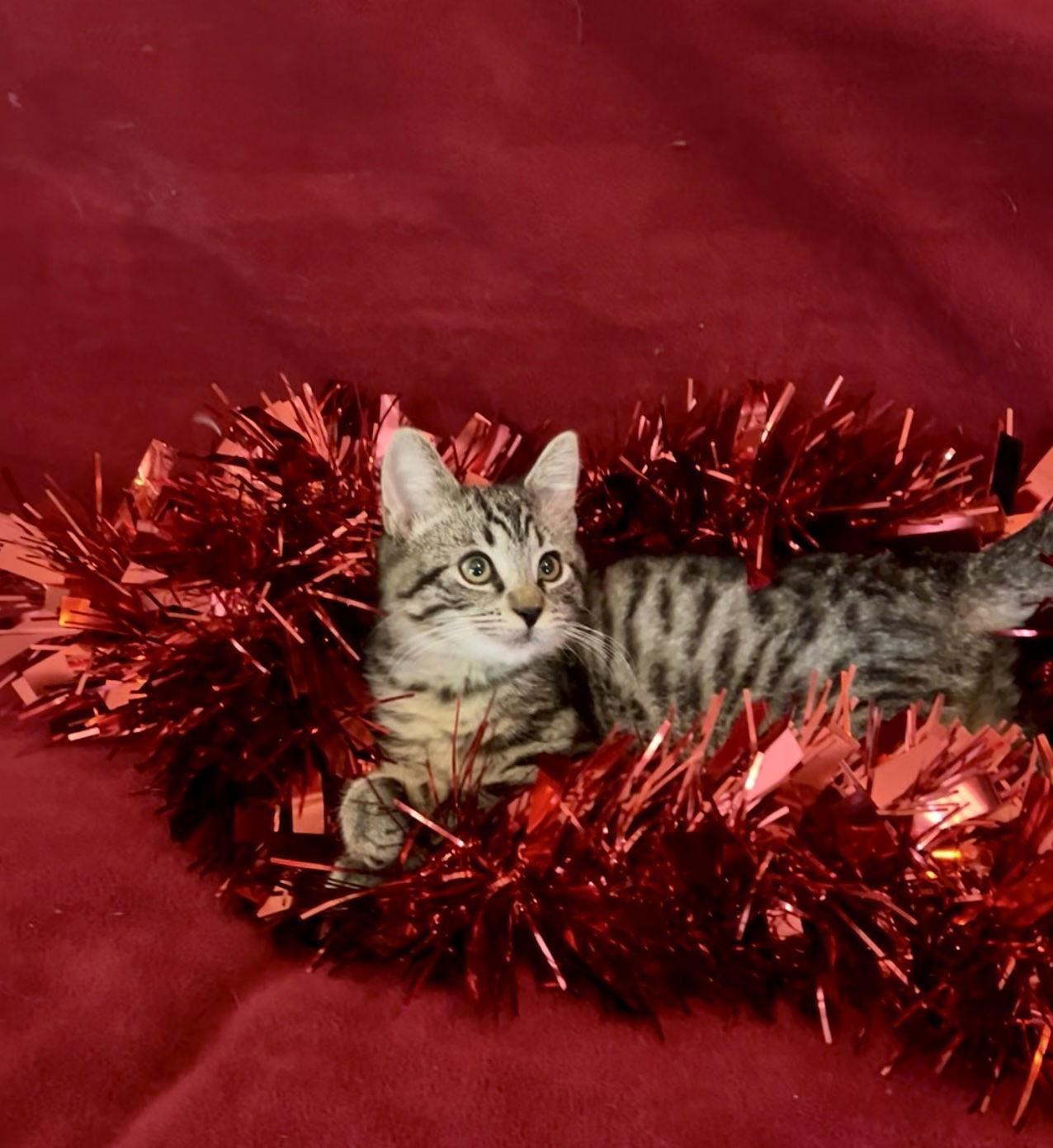 Enlarge WINKIN, a Adoptable Domestic Medium Hair in Orlando, FL image 3/3