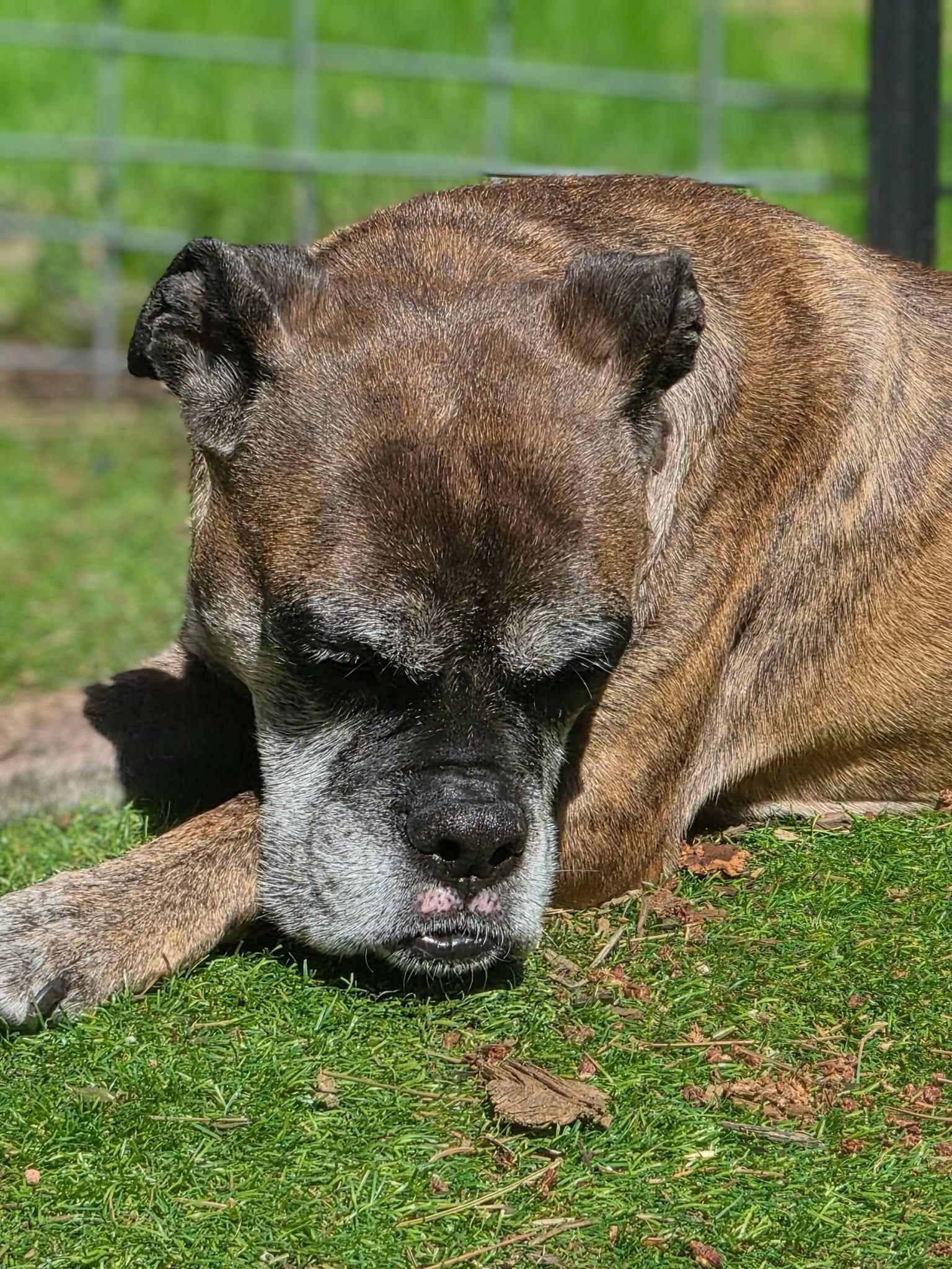 Daniela, a Adoptable Boxer in Owatonna, MN image 1/3