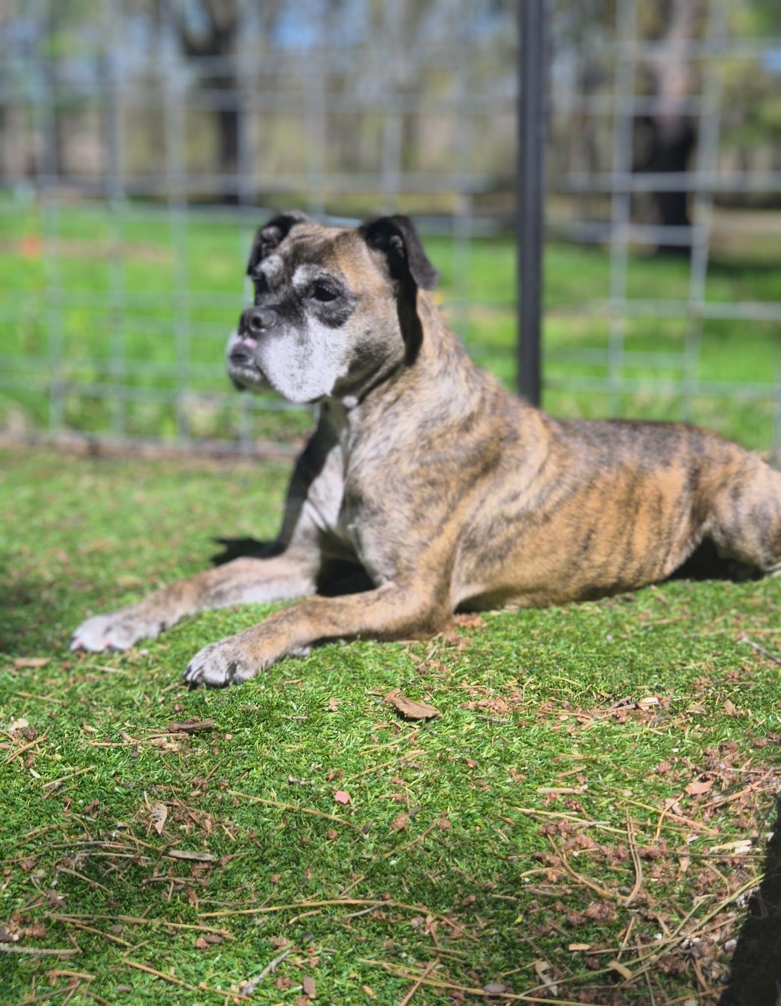 Daniela, a Adoptable Boxer in Owatonna, MN image 2/3